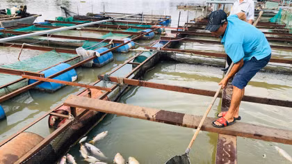 Xác định nguyên nhân khiến cá bè chết đồng loạt trên sông Đồng Nai