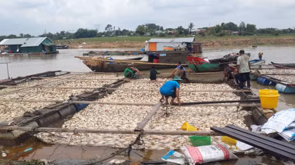 Phó Thủ tướng chỉ đạo điều tra, xác minh nguyên nhân cá chết trên sông La Ngà