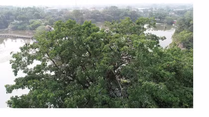 Đàn chim cổ rắn quý hiếm bất ngờ bay về trú ngụ tại Đồng Nai