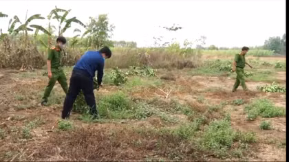 Vườn bưởi trị giá 2 tỷ đồng bị kẻ gian chặt phá