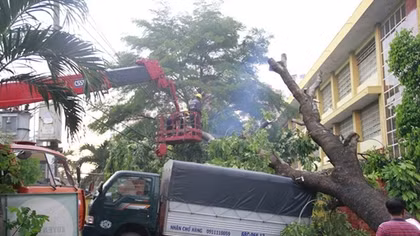 Cây đổ sập nhà, đè xe tải trong cơn giông