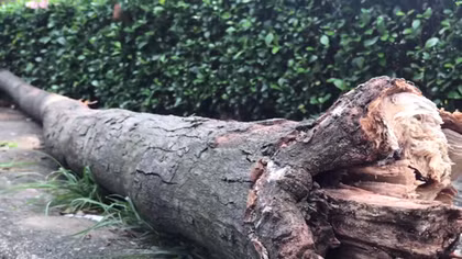 Ngồi ăn bánh mì, nữ công nhân nghèo nguy kịch vì cành cây rơi trúng đầu