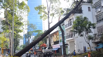 Mưa to gió lớn, đường ngập, cây xanh gãy đổ