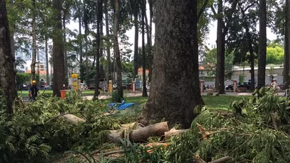 “Thợ săn” Pokemon Go tháo chạy khi cây gẫy cành