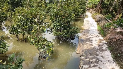 Hàng chục hộ trồng mai lao đao vì bờ bao bị vỡ
