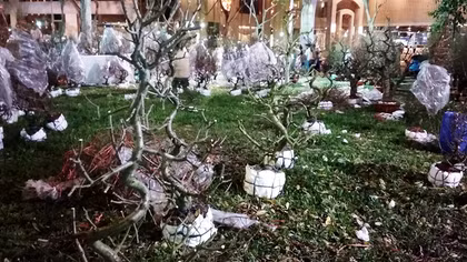 Nắng nóng, đào nở trụi bông, dân buôn buồn rầu cắt nhánh lấy gốc