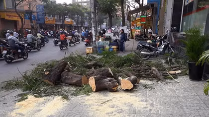 Cây bật gốc đè 2 xe máy, 3 người bị thương