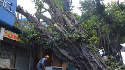 Cây đa cổ thụ hơn trăm tuổi bật gốc đè 2 nhà dân