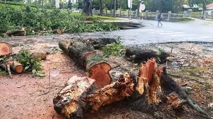 Nhiều cây xanh gẫy đổ trong nội đô thành phố Đà Lạt