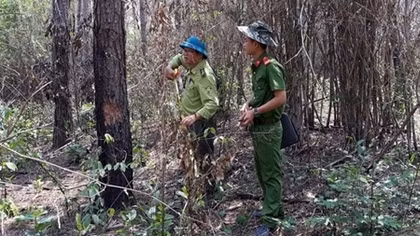 2,2ha rừng thông vừa trồng bị phá sạch