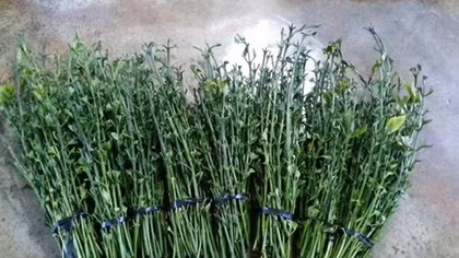 Sự thật bất ngờ về clip thương lái mua lá cà phê tươi 50.000 đồng/kg