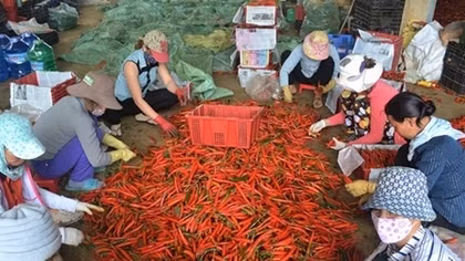Hết thời "đổ bỏ", rau, hoa Đà Lạt bắt đầu tăng giá