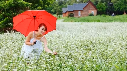 Sửng sốt với vẻ đẹp cánh đồng hoa tam giác mạch nở sớm ở Lâm Đồng 