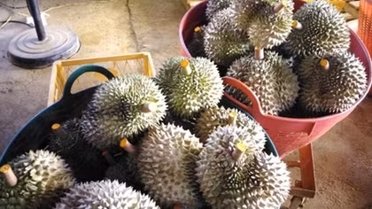 Khiếp đảm với công nghệ ủ sầu riêng bằng...phân 