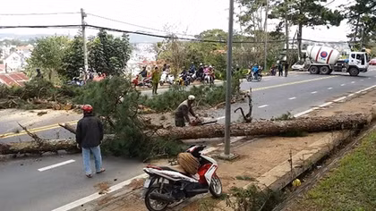 Thông cổ thụ Đà Lạt gãy đổ hàng loạt giữa thành phố
