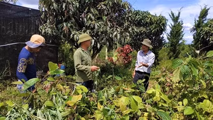 Một cá nhân tặng 3.000 cây trà hoa vàng quý hiếm cho Trường ĐH Đà Lạt