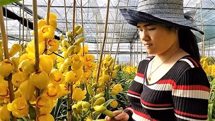 Địa lan Đà Lạt nở vàng rực trước Tết, chủ vườn khóc ròng