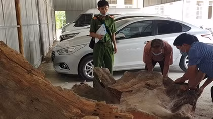 Hơn 1 tấn gỗ hương huyết giấu trong xe thùng lạnh