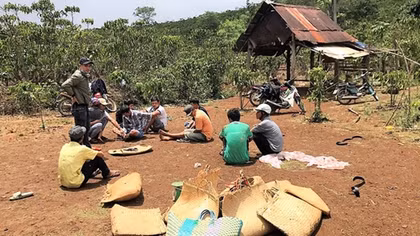 Triệt phá sòng bạc qua hình thức đá gà trong rẫy cà phê