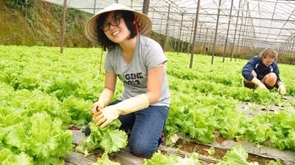 Rau Đà Lạt bất ngờ tăng giá mạnh