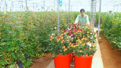 Lâm Đồng hợp tác với JICA xây dựng chợ hoa đầu mối