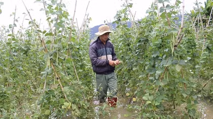 Thủy điện xả lũ, 100ha hoa màu ngập sâu trong nước
