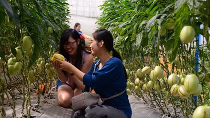 Tìm giải pháp cho du lịch gắn liền với nông nghiệp bền vững