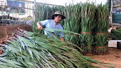 Giá hoa rẻ như bèo, nhà vườn mất Tết