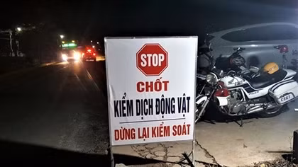 Lâm Đồng phát hiện ổ dịch tả lợn Châu Phi đầu tiên
