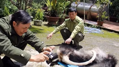 Phạt người cất trữ voọc chà vá quý hiếm hơn 357 triệu đồng