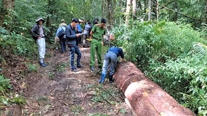 Khai thác 3 cây thông, bị phạt 270 triệu