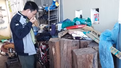 Phát hiện gỗ thông đỏ đặc biệt quý hiếm trong nhà Trưởng BQL rừng Đại Ninh