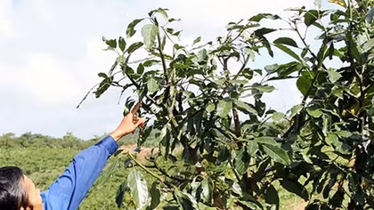 Nuôi chó, thuê người để bảo vệ...chồi bơ