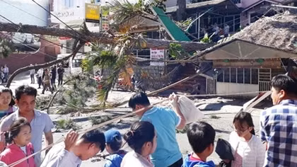  Thông cổ thụ gãy đổ đúng ngày cao điểm du khách đổ lên Đà Lạt