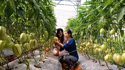 Du lịch canh nông được cấp phép trở lại