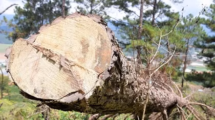 Từ phản ánh của báo CAND, củng cố hồ sơ khởi tố vụ án phá rừng ở Langbiang