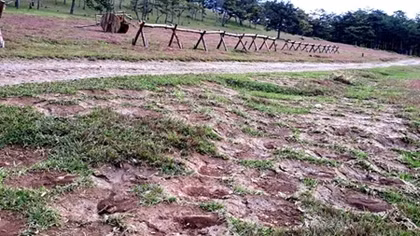 Cỏ hồng Đà Lạt đẹp quyến rũ trở thành mục tiêu... đào trộm