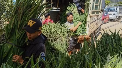 Kêu gọi khẩn giải cứu hoa lay ơn Tết