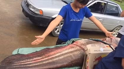 Bắt được cá leo 55kg trên sông Đồng Nai
