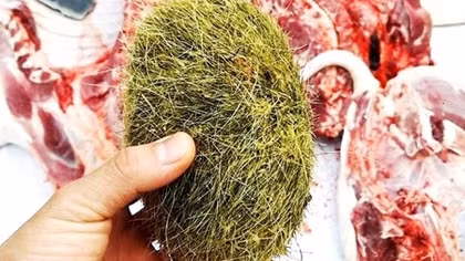 Mổ heo nái 15 năm phát hiện trư cát quý hiếm nặng hơn 0,5kg