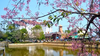 Sắp có lễ hội hoa mai anh đào đầu tiên ở Việt Nam