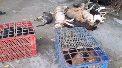 Lái xe ôtô đi trộm chó