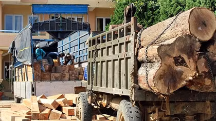 Gặp Công an, tài xế bỏ xe và gỗ lậu trốn vào rừng