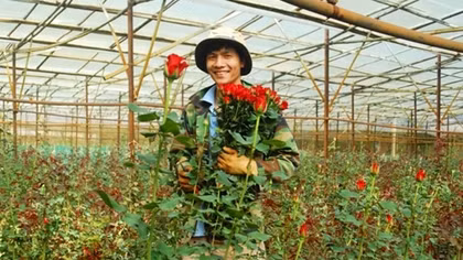 Sốt “hoa tình nhân” ngày cận lễ Valentine