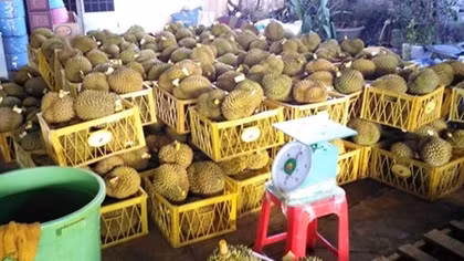 Phát hiện tồn dư kim loại nặng trong sầu riêng ủ chín bằng... phân!?