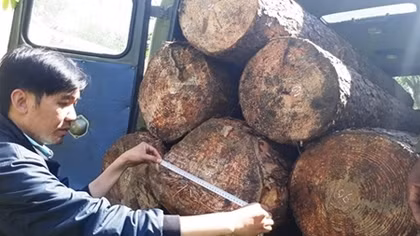 Liều lĩnh lái ôtô đi cưa trộm thông cổ thụ 50 năm tuổi