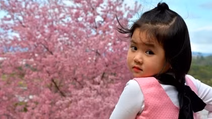  Đà Lạt nhuộm hồng sắc hoa mai anh đào