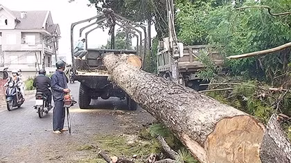 Ảnh hưởng mưa bão, nhiều cây gãy đổ, giao thông ách tắc cục bộ