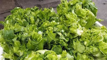 Cải mầm đá Trung Quốc đội lốt Sa Pa tràn ngập thị trường