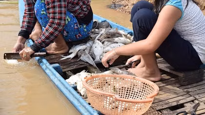 Cá lại chết hàng loạt trên thượng nguồn sông Sài Gòn